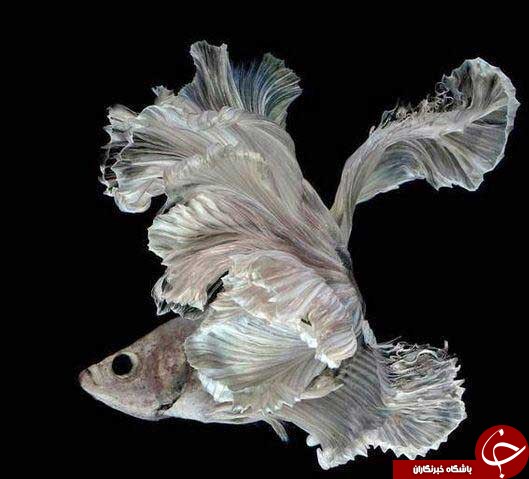 آلبومی از زیباترین ماهی های دنیا (قسمت دوم)