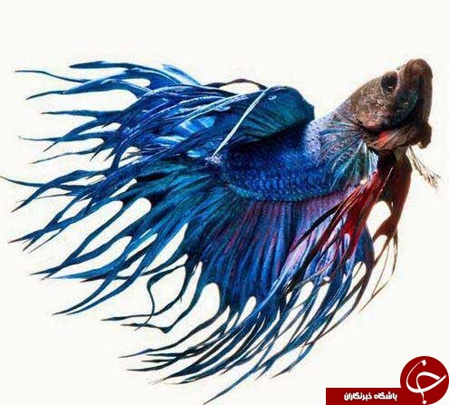 آلبومی از زیباترین ماهی های دنیا (قسمت دوم)