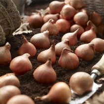 کاشت یک و نیم میلیون پیاز لاله در تبریز
