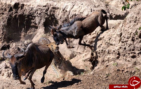 لحظه حمله مرگبار پلنگ به گله گاومیش ها +تصاویر