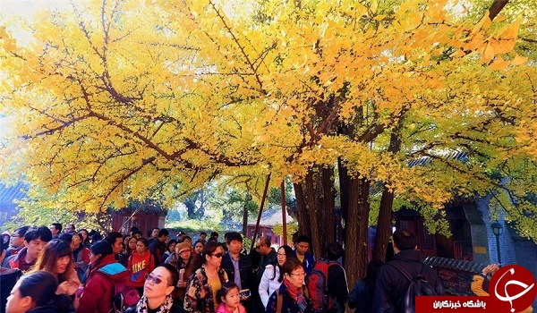 درختی که فقط یک روز پاییزی دارد +تصاویر
