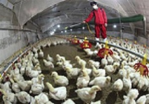 اتمام پایش بیماری‌های تنفسی طیور بومی در قزوین