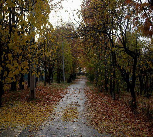 طبیعت پاییزی شهرستان دورود_لرستان +تصاویر