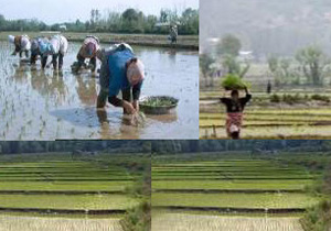 رونق خدمات رسانی به کشاورزان در روستاهای بابل
