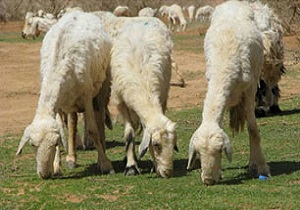 باند سرقت احشام با بیش از 2 میلیارد و 300 میلیون ریال سرقت متلاشی شد