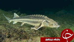 دزفول مزرعه نمونه در پرورش ماهيان خاوياری