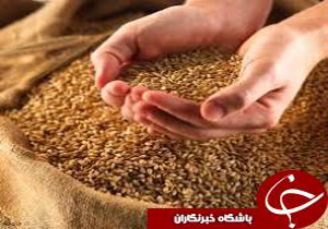 آغاز کشت پاييزه گندم در شوشتر