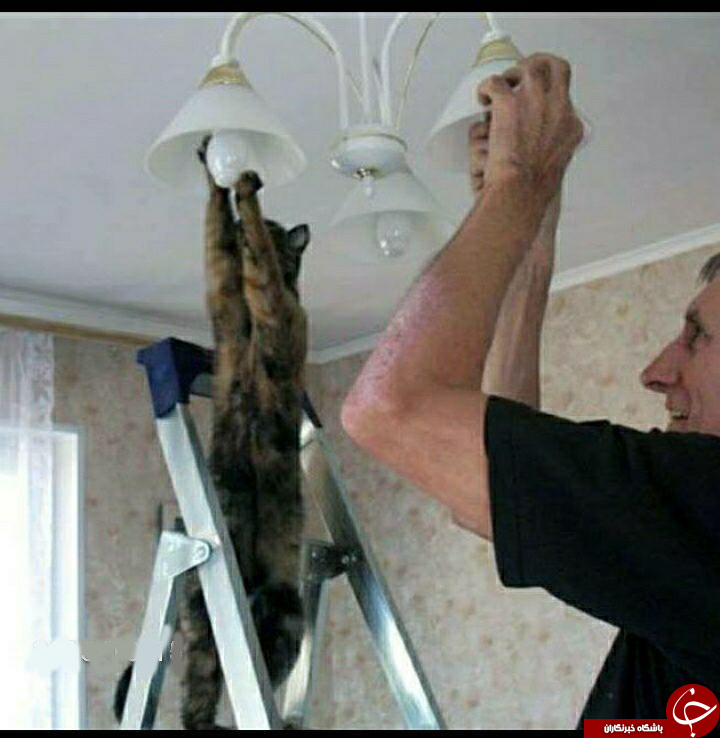 وقتی  گربه ای لامپ لوستری را می بندد+عکس