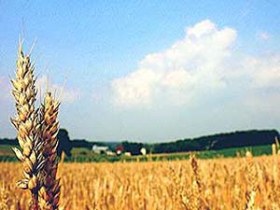 کشت مکانیزه گندم برای نخستین بار در پارسیان