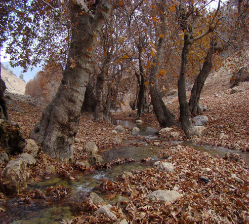 منطقه زیبای بسطام ازتوابع شهرستان الشتر+تصاویر