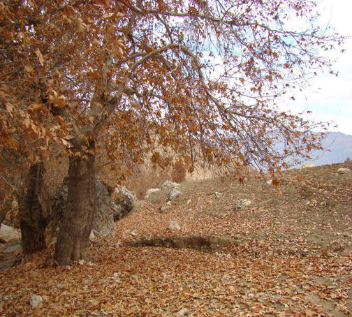 منطقه زیبای بسطام ازتوابع شهرستان الشتر+تصاویر