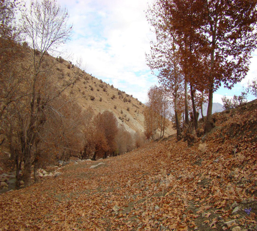 منطقه زیبای بسطام ازتوابع شهرستان الشتر+تصاویر