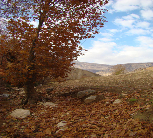 منطقه زیبای بسطام ازتوابع شهرستان الشتر+تصاویر