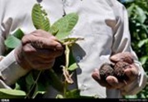 هشدار به باغداران آذربایجان شرقی در باره طغیان کرم خراط