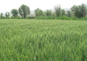تاخیر در کشت گندم آبی استان همدان