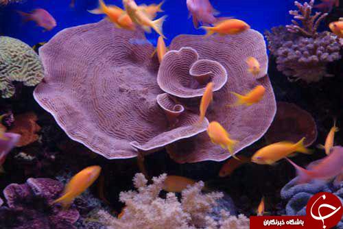 آلبومی از موجودات آبزی عجیب و تنوع در بیکران آب ها