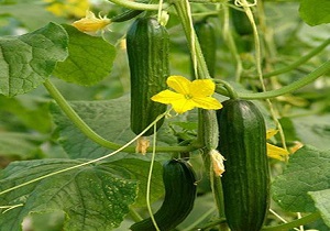 آغاز تولید خیار با هدف صادرات به روسیه در بیله سوار