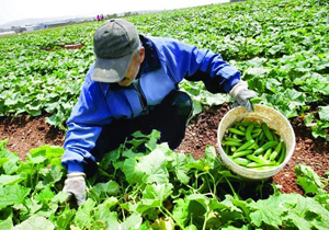ضریب سرمایه گذاری کشاورزی در چهارمحال و بختیاری 1.6 است