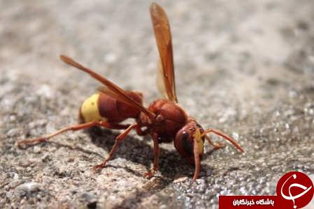 حمله زنبورهای قرمز یک کشته و شش زخمی بر جای گذاشت