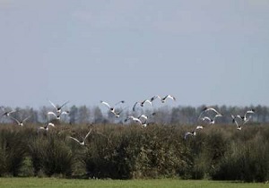 ورود پرنده زنگوله بال به زیستگاه های استان اردبیل