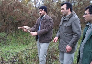 رهاسازی 4 گونه پرنده در زیستگاه های استان اردبیل