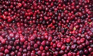 گرانترین میوه تابستانی معلوم شد