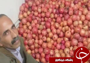 مشکلات باغداران ساوه از زبان خودشان + فیلم