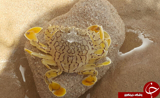 از دماسنج غول آسا و میوه درخت جمبو تا کمبود آسفالت و قلیان حرفه&zwnj;ای