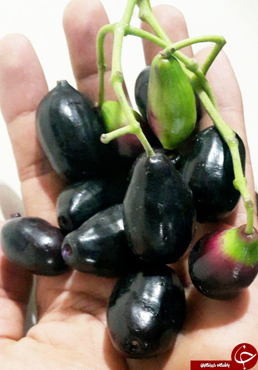 از دماسنج غول آسا و میوه درخت جمبو تا کمبود آسفالت و قلیان حرفه&zwnj;ای