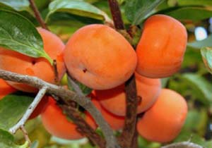 خرمالو یک میوه پاییزی سرشار از ویتامین