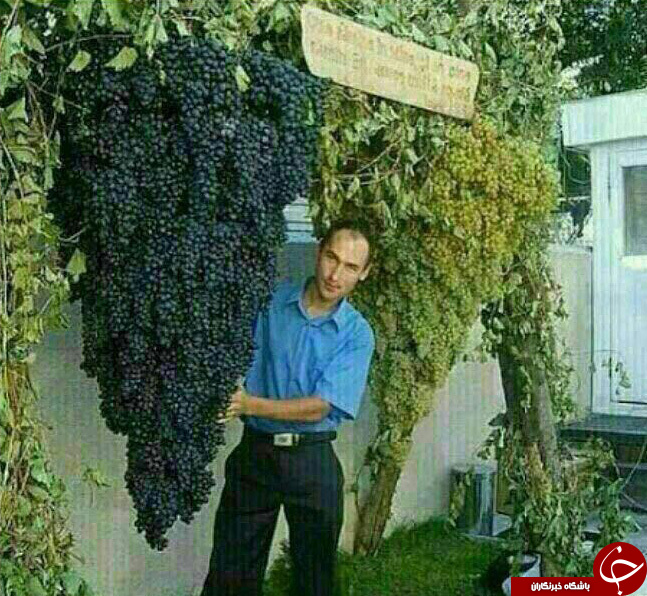 بزرگترین خوشه انگور دنیا+عکس