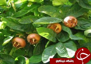 برداشت ازگیل در گیلان