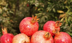 تولید۳هزارتن انار درکردستان