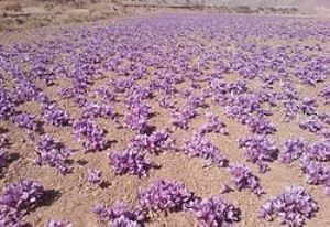 کشت 150 هکتاری زعفران در آزادشهر استان گلستان