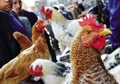 برگزاری ستاد انفولانزای پرندگان در خوزستان