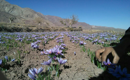 از جیب ضدسرقت تا شیطان دریایی