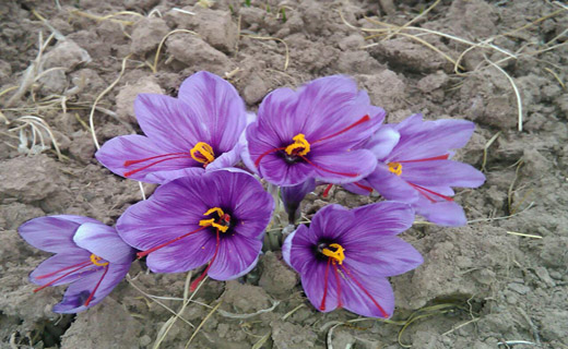 از جیب ضدسرقت تا شیطان دریایی