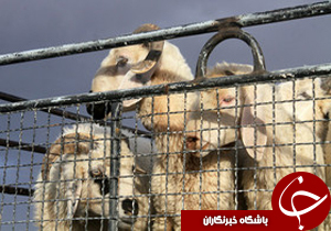 دستگیری باند سارقان احشام در چهارمحال و بختیاری