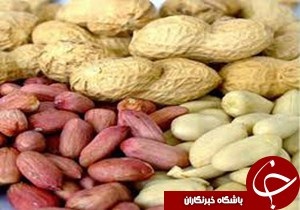 پیش بینی برداشت بیش از 2 هزار تن بادام زمینی در پارس آباد
