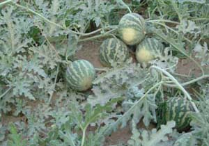 بیماری بوته میری بلای جان هندوانه های میناب