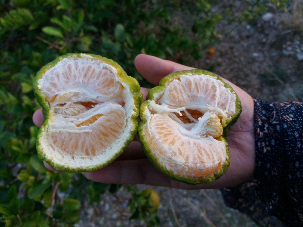 باغ نارنگی + تصاویر