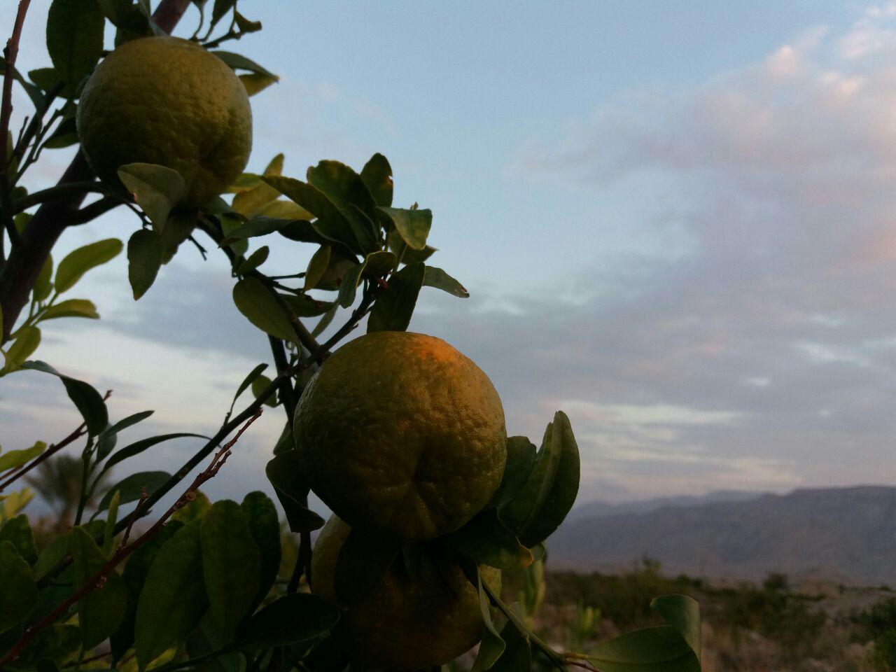 باغ نارنگی + تصاویر