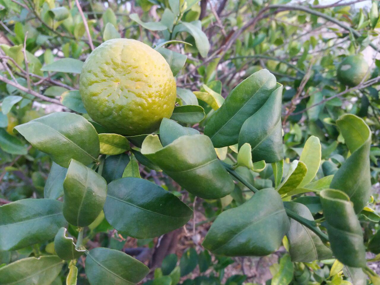 باغ نارنگی + تصاویر