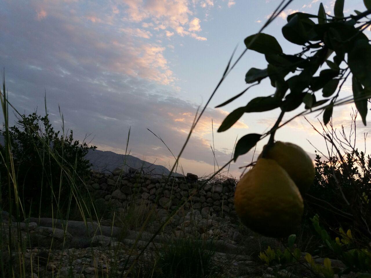 باغ نارنگی + تصاویر