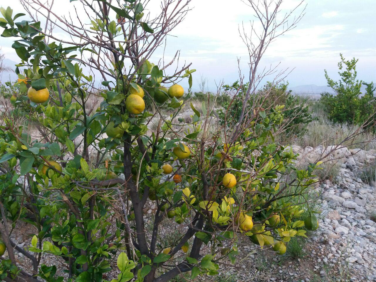 باغ نارنگی + تصاویر