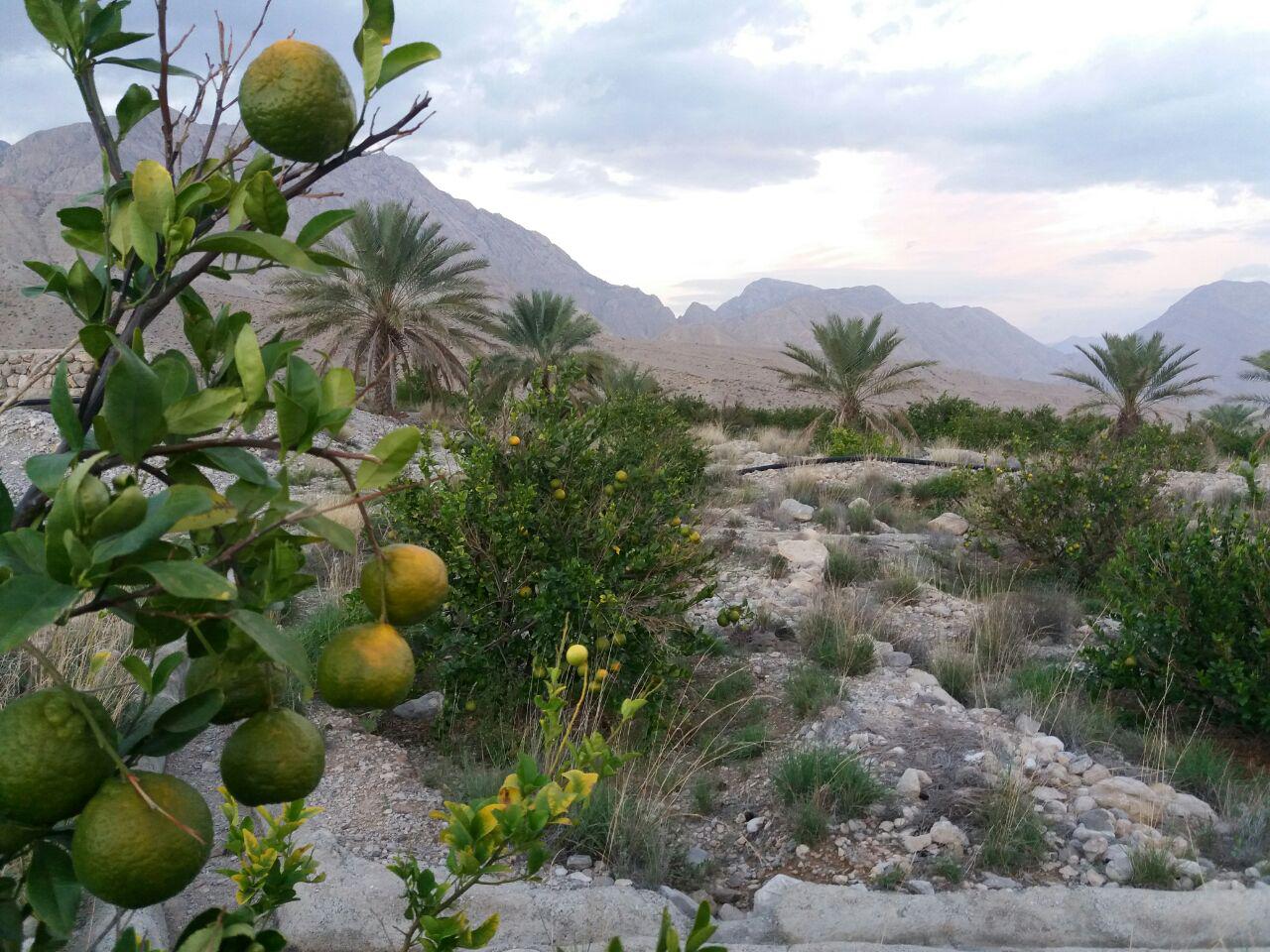باغ نارنگی + تصاویر