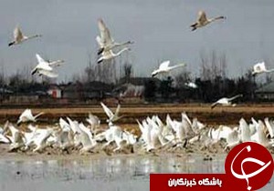 ورود بیش از 30 هزار پرنده به تالاب های گیلان