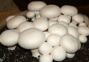 بهره برداری از نخستین واحد قارچ خوراکی صنعتی در گیلانغرب