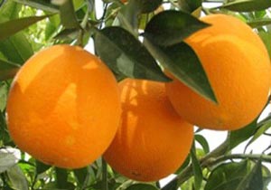 امکان استفاده از مرکبات در تولید داروی ضدسرطان