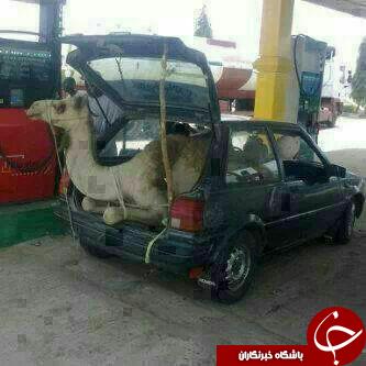 جاسازی شتر در پراید + تصویر